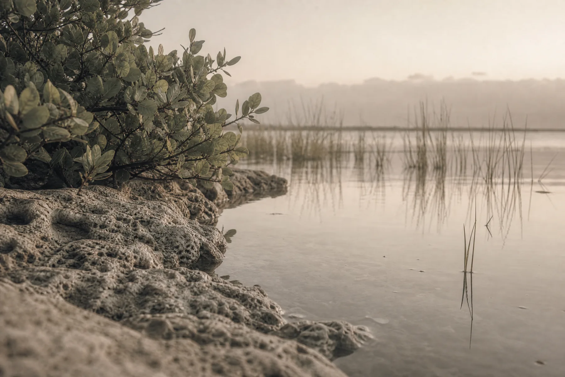 Coastal hammock foliage reflected in a still inlet beside pale shell stone.