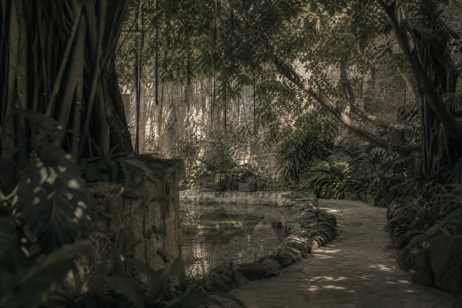 Banyan roots and filtered leaves framing a quiet limestone garden passage.