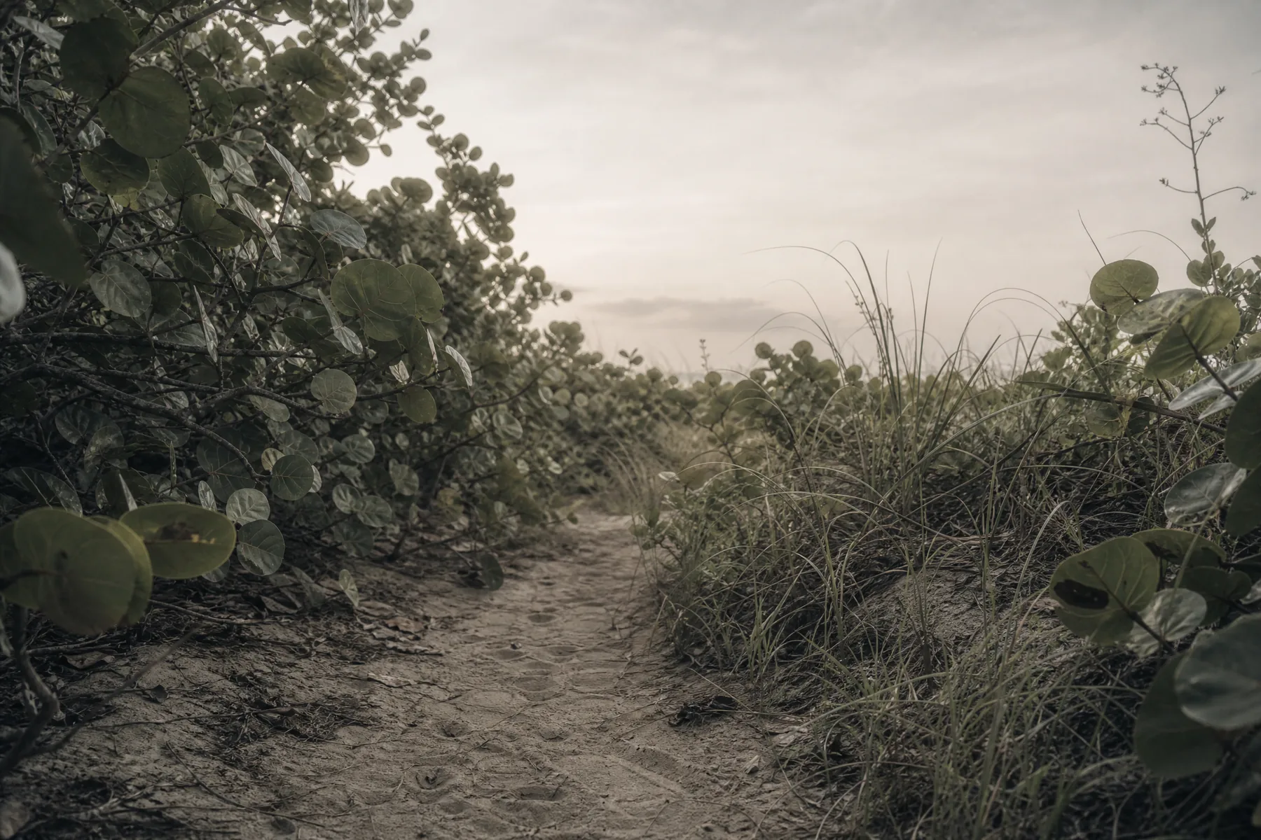 A quiet sandy path winding through silver-green coastal scrub.
