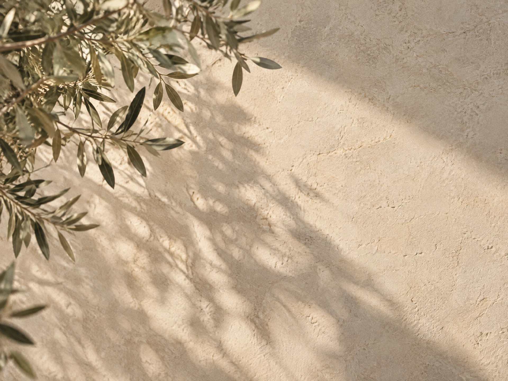 Soft leaf shadows crossing a pale stone surface in morning light.