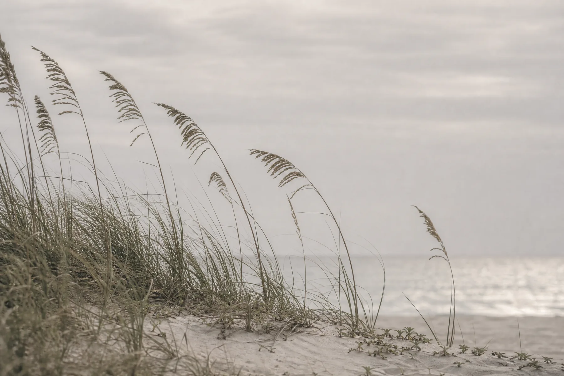 Sea oats and dune grass crossing pale sand beneath a soft gray sky.
