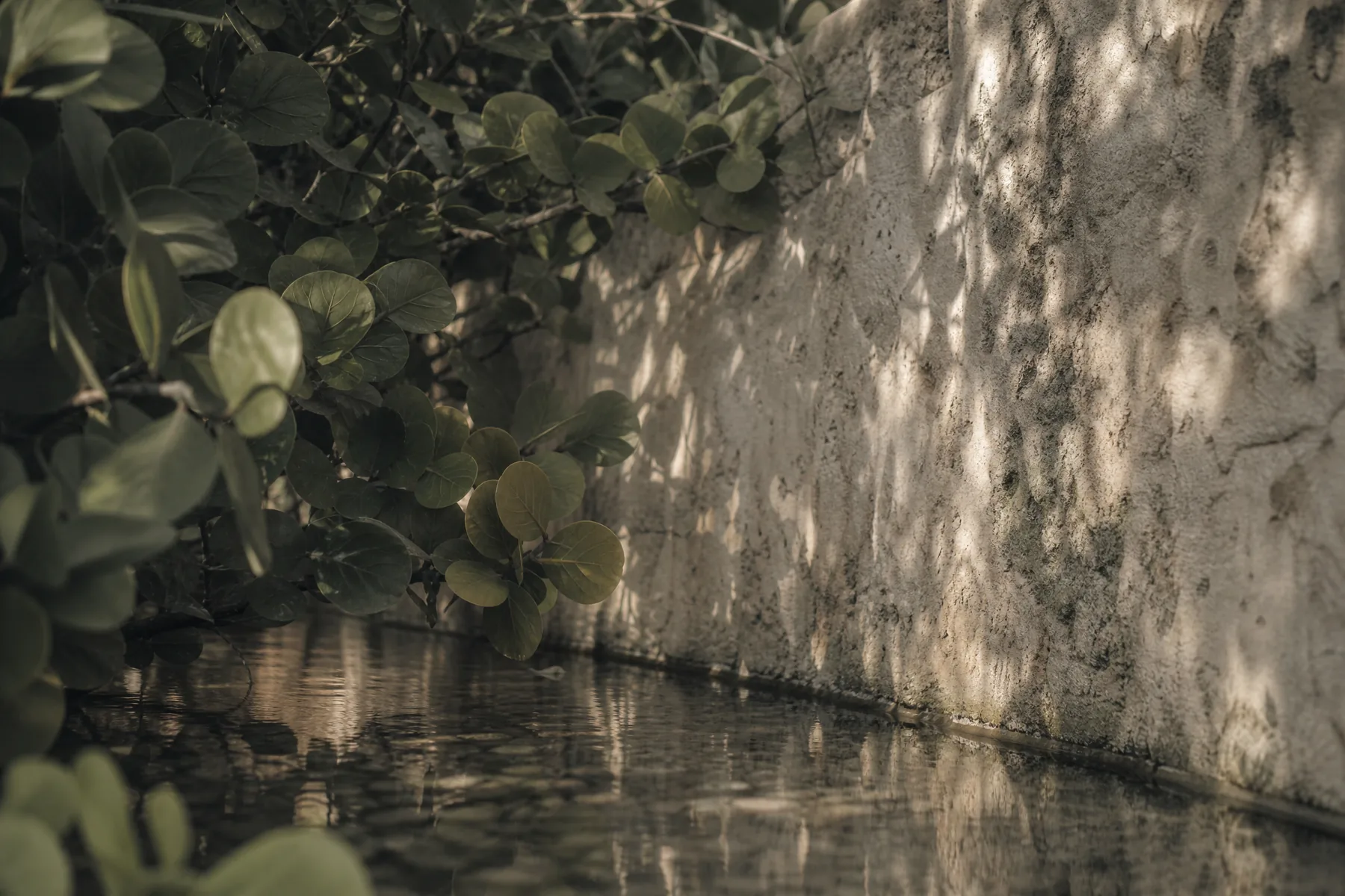 Tropical leaf shadows across a pale limestone wall beside still water.