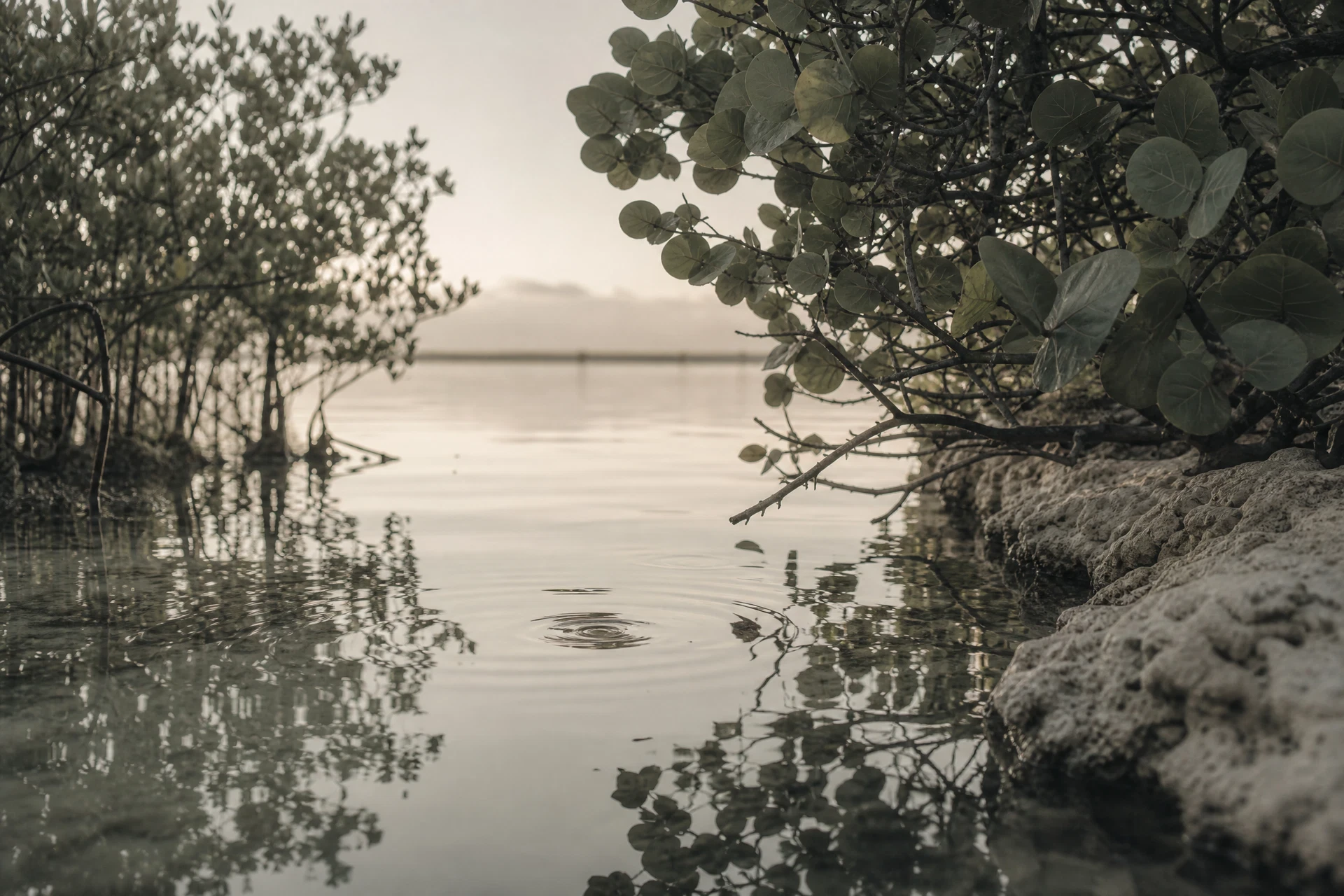 Still subtropical water beneath mangrove foliage and a pale limestone edge.