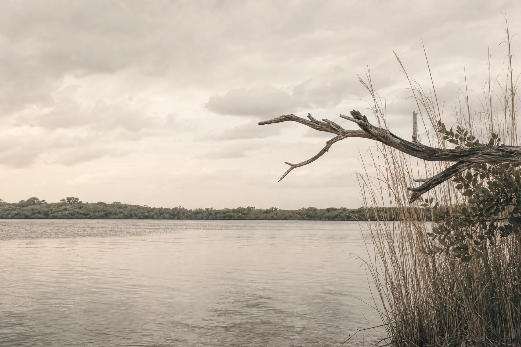 Pale reeds and a weathered branch framing a broad, calm lagoon.